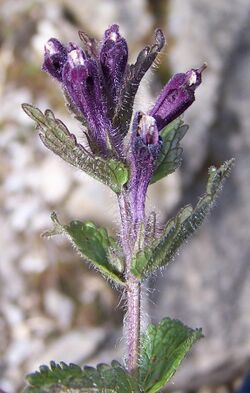 Bartsia alpina a3.jpg