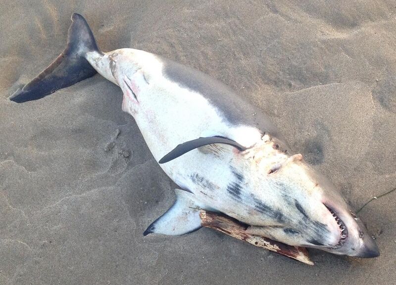 File:Beached great white shark (cropped).jpg