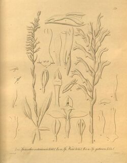 Beloglottis costaricensis (syn. Spiranthes costaricensis) - Xenia v. 2 (1874) tab. 179.jpg
