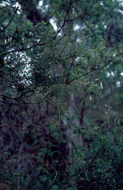 Billardiera nesophila.jpg