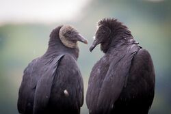 Black Vultures (Coragyps atratus) (21519728296).jpg