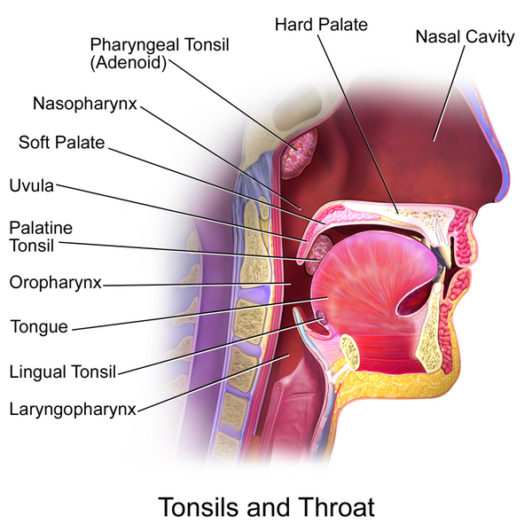File:Blausen 0861 Tonsils&Throat Anatomy2.png