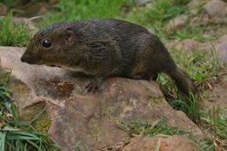 Bornean Mountain Ground Squirrel (Dremomys everetti) (7113326479).jpg