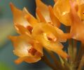 Bulbophyllum cephalophorum 1 - Raab Bustamante.jpg
