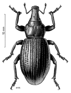 COLE Curculionidae Lyperobius huttoni.png