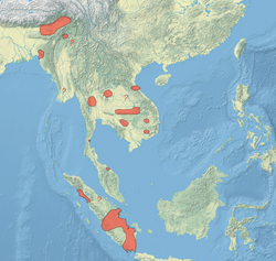 Cairina scutulata distribution map.png