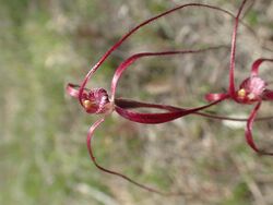 Caladenia pulchra.jpg