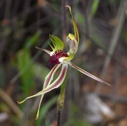 Caladenia verrucosa.jpg