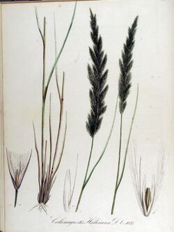 Calamagrostis halleriana — Flora Batava — Volume v13.jpg