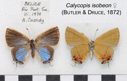 CalycopisIsobeonF BelizeUpUnAC1.jpg