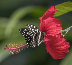 Citrus swallowtails (Papilio demodocus) Principe.jpg