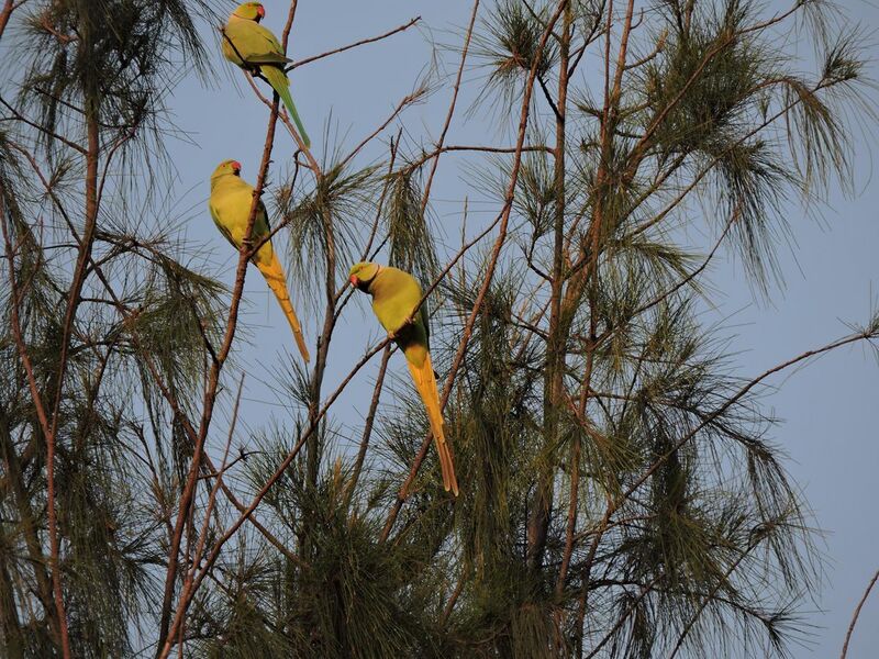 File:City bird Sanctuary, Chandigarh, India.JPG