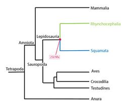 Cladograma de la diversificación de los amniotas..jpg