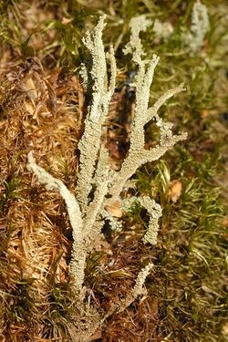 Cladonia squamosa closeup.jpg