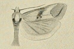 Cochylimorpha diana.jpg