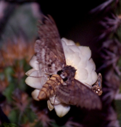 Cocytius antaeus em Pilosocereus gounellei EARMLucena2007-2.png