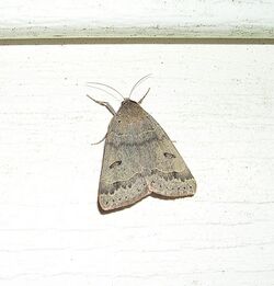Common Oak Moth (Phoberia atomaris) (5553453099).jpg