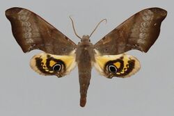 Compsulyx cochereaui BMNHE813888 male up.jpg