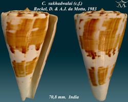 Conus sukhadwalai 1.jpg