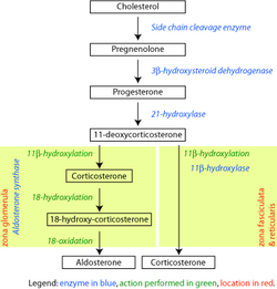 Corticosteroid-biosynthetic-pathway-rat.png