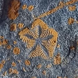 Crinoid fossils the Jurassic.jpg