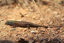 Desert Rainbow Skink, Carlia triacantha, ASDP, jjron, 03.07.2015.jpg