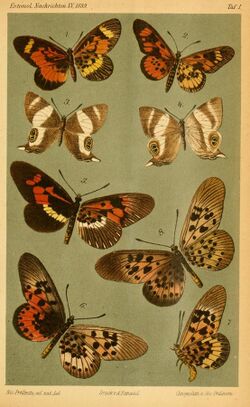 Dewitz1889Ent. Nachr.Plate1.jpg