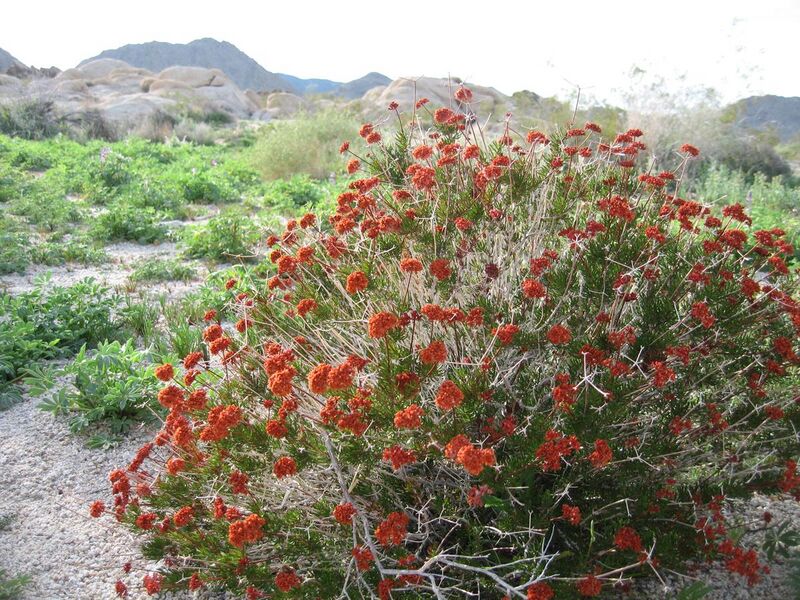 File:Eastern Mojave buckwheat (Eriogonum fasciculatum); Hidden Valley Trail - 12525828333.jpg