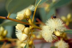 Eucalyptus flindersii buds.jpg