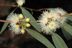 Eucalyptus parramattensis buds.jpg