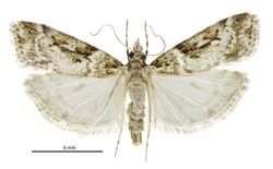 Eudonia philetaera female.jpg