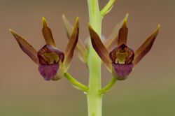 Eulophia alta flowers.jpg