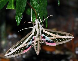 Eumorpha fasciatus Imago (Adult Moth) By Shaina Noggle.JPG