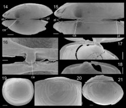 Eupera troglobia (10.3897-subtbiol.42.78074) Figures 14–21.jpg