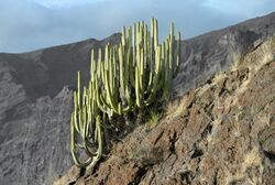 Euphorbia canariensis Tenerife 2012.jpg