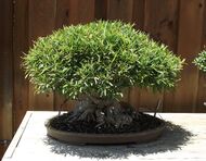 Ficus neriifolia bonsai.jpg