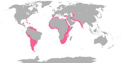 Flamingo range.png