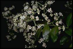 Flindersia australis flowers.jpg