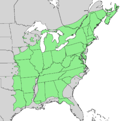 Fraxinus americana range map 3.png