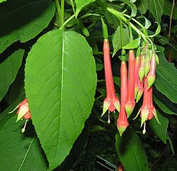 Fuchsia fulgens, known as Mexican Fuchsica (9533477037).jpg