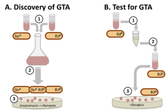 Schematic drawing of GTA assays.