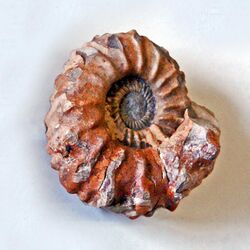 Gasteropods - Ammonites - Collignoniceras woolgari.JPG