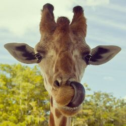 Giraffe's tongue.jpg