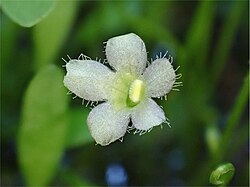 Glossostigma elatinoides flower.jpg