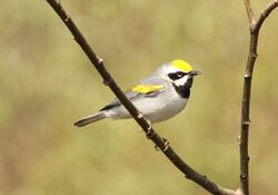 Golden-winged Warbler, Rock Crusher Rd., Sagola, Iron Co., MI, 21 May 2015 (18195370525).jpg