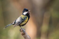 Green Backed tit in Sattal India.jpg