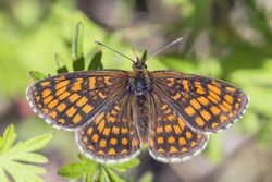 Heath fritillary (Melitaea athalia lachares).jpg