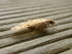 Herpetogramma cynaralis.jpg