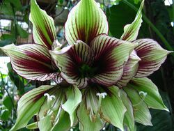 Hippeastrum papilio (4).jpg