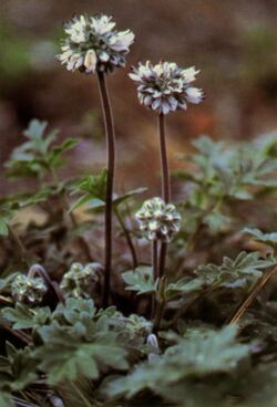 Hydrophyllum occidentale.jpg